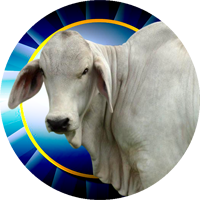 Brahman Bull Insert